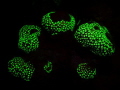   Corals Fluorescent light  